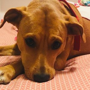 Meet your Posher, Ace